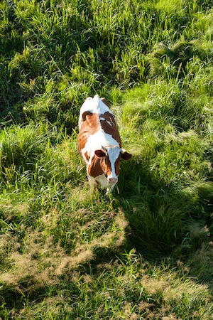 корова стоит на траве, вид сверху 