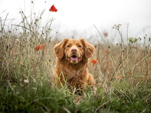 коричневая собака в траве, крупный план 