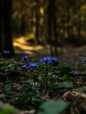 голубенькие цветы в темном лесу, крупный план 