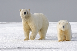 Мать и дитя белого медведя