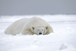 Белый медведь спит (или притворяется спящим)