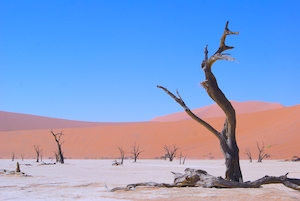 песчаная дюна, пески в пустыне, пейзаж в пустыне, сухие деревья в пустыне 