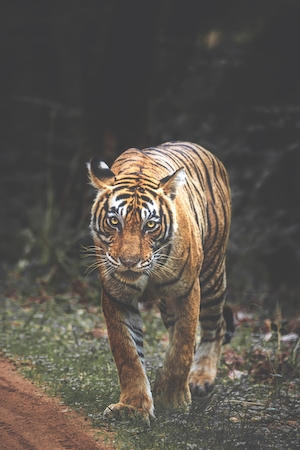 тигр идет по траве 