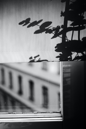 Силуэт цветка на оконной шторке, черно-белая фотография, крупный план 