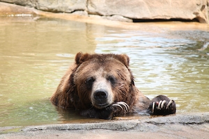бурый медведь в воде, смотрит в кадр 