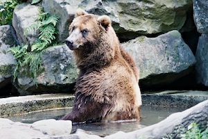 бурый медведь выходит из воды, смотрит в кадр 
