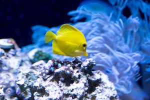 Желтая рыбка в рифовом аквариуме