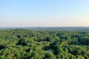 фото смешанного леса с высоты, панорама леса, голубое небо без облаков 