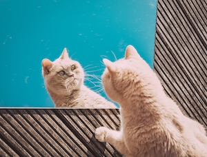 Удивленный кот смотрит на свое отражение в зеркале 