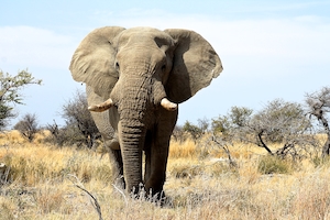 фотография слона в полный рост 