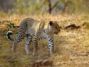 леопард гуляет по сухой траве 