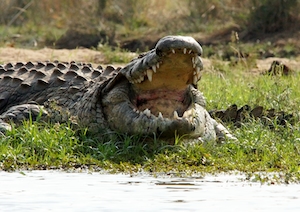 раскрытая пасть крокодила 