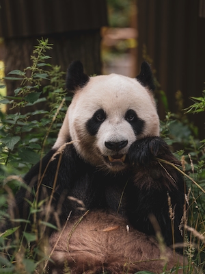 панда в зоопарке, смотрит в кадр 