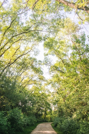 зеленый лес изнутри, стволы деревьев, арка из крон деревьев над тропинкой в лесу 