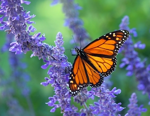 оранжевая бабочка сидит на сиреневом цветке, крупный план 