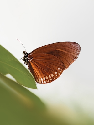 коричневая бабочка сидит на зеленом листе, крупный план 