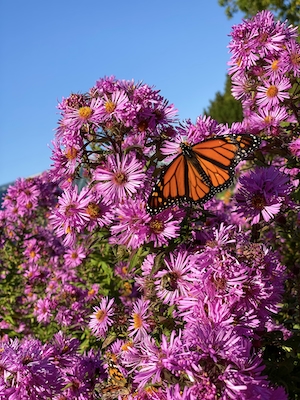 оранжевая бабочка на цветущих розовых кустах 