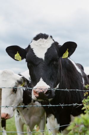 Фотография двух коров, стоящих за забором из колючей проволоки.