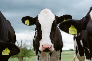 цветная фотография коровы, смотрящей в камеру, в окружении двух других.