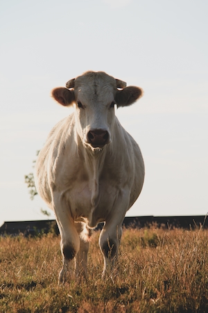 белая корова на поле, смотрит в кадр 