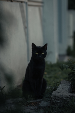 черный кот, смотрит в кадр 