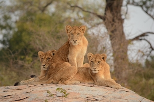 3 Льва в Национальном парке Крюгера - Южно-Африканском сафари-заповеднике