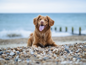 коричневая собака на фоне моря