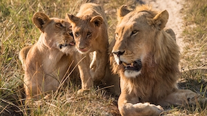 Семейная жизнь льва в дикой природе 