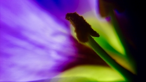 Крупный план фиолетового макро-цветка