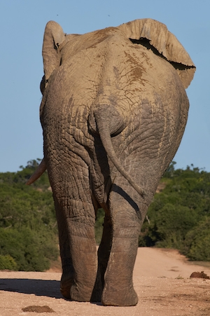 фото слона в полный рост, вид сзади 