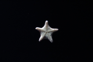 белая морская звезда на черном фоне 