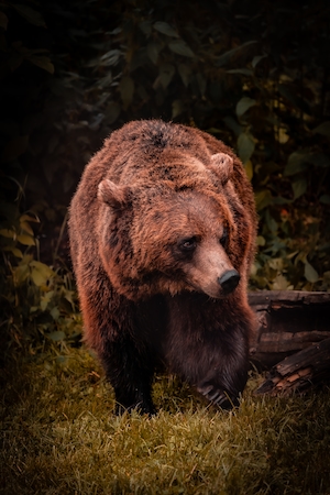 медведь гризли в дикой природе 