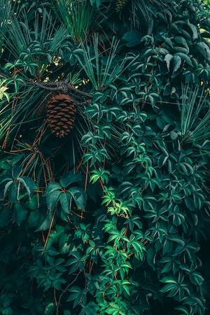 тропические растения, лианы и большая шишка 