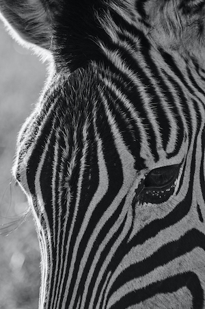 зебра, крупный план, глаз зебры 