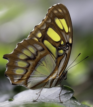 портрет бабочки, бабочка, крупный план 