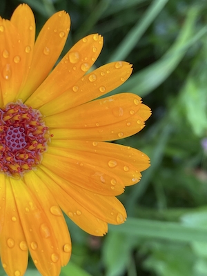После дождя, макро-фотография оранжевого цветка 