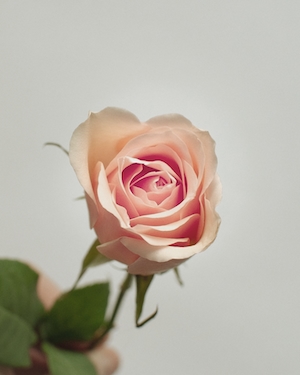 Пыльно-розовая роза на белом фоне, крупный план 