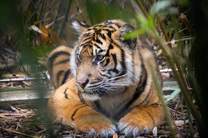 грациозный суматранский тигр посреди зарослей, крупный план 