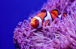 Портрет рыбы-анемона-клоуна на фоне фиолетового коралла 