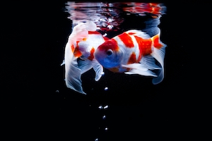 две пестрые красно-белые рыбки в воде на черном фоне 