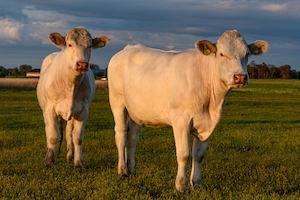 Две белые коровы на зеленом поле в лучах заката.