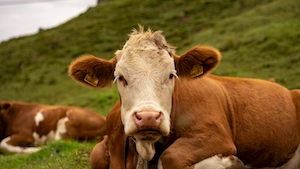 Симпатичная корова, сидящая в траве, смотрит в кадр 