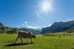 корова на поле 