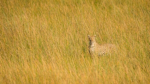 леопард маскируется в траве