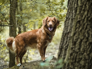 коричневая собака в лесу