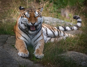 тигр зевает, лежа на траве 