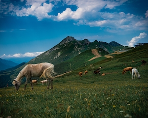 Лошади и коровы на зеленых полях близ Розы Хутор, Россия