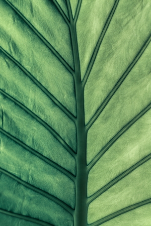 Гигантский зеленый лист, естественный фон. Текстура зеленого листа, тропический лист крупным планом 