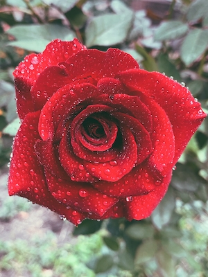 Цветок красной розы в росе, крупный план 