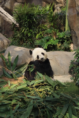 Панда с листьями бамбука в Океанском парке в Гонконге, панда ест листья 